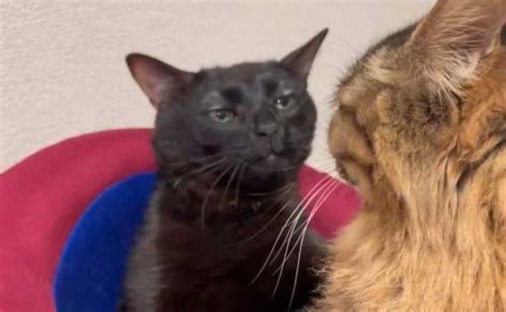 Black cat memes collected for you to share the laughter