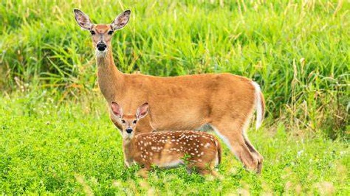 Doe Pic